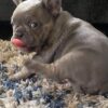 brindle french bulldog for sale
