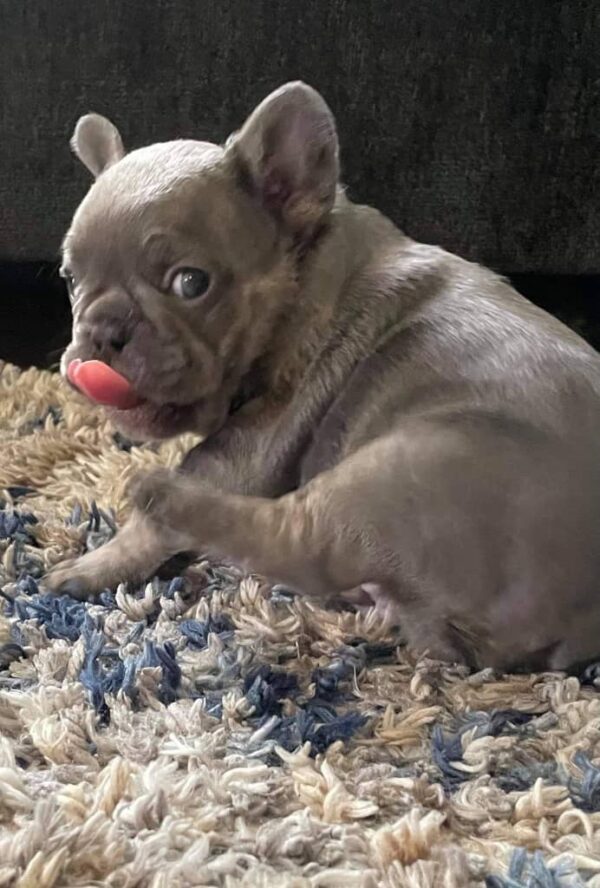 brindle french bulldog for sale