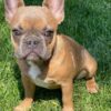 red fawn french bulldog for sale