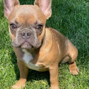 red fawn french bulldog for sale