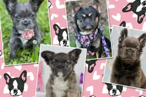 fluffy french bulldog for sale 